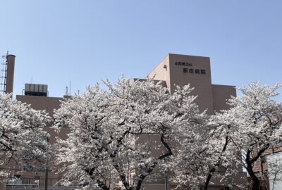 新庄病院の桜が見ごろです🌸